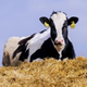 a cow